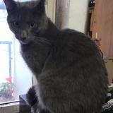 Photo de chat perdu à Paris