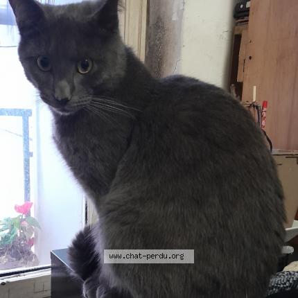 Photo 1/1 gribouille Chat perdu à Paris