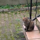 Photo de chat perdu à Pont Trambouze