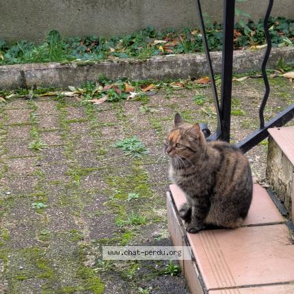 Photo 1/1 Pépette Chat perdu à Pont trambouze