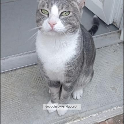 Photo 1/1 Homere Chat perdu à Toulouges