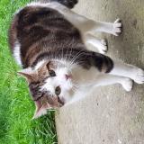 Photo de chat trouvé à Juvisy Sur Orge