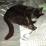 Photo de chat perdu à Paimboeuf