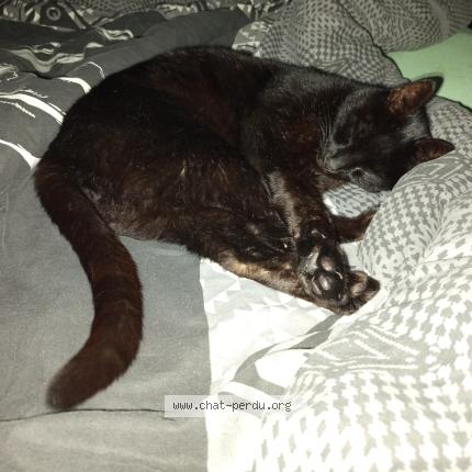 Photo 1/1 Choco Chat perdu à Paimboeuf