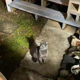 Photo de chat trouvé à Kensington