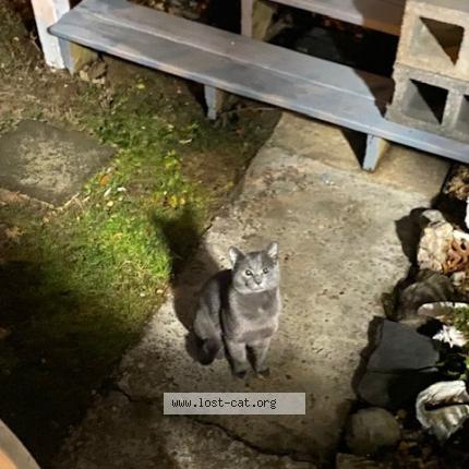 Photo 1/1 Chat trouvé Trouvé à Kensington