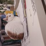 Photo de chat perdu à Leipzig