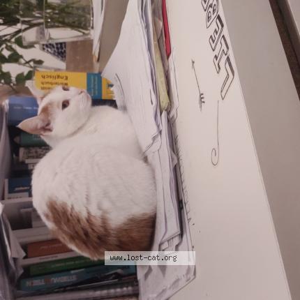 Photo 1/1 Lusy Chat perdu à Leipzig