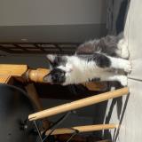 Photo de chat perdu à Comps La Grand Ville