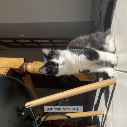 Photo 1/1 voltaire Chat perdu à Comps la grand ville