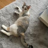 Photo de chat perdu à Bazoges En Pareds