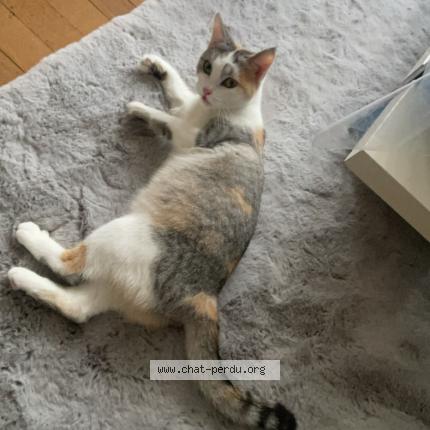 Photo 1/1 Mikasa Chat perdu à Bazoges en pareds