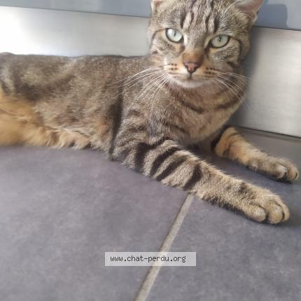 Photo 1/1 Minou Chat perdu à Bourgoin jallieu