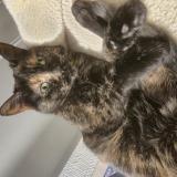 Photo de chat perdu à Saint Cloud