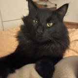 Photo de chat perdu à Berrien