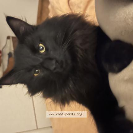 Photo 1/1 Velours Chat perdu à Berrien