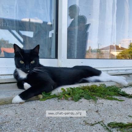 Photo 1/1 Sila Chat perdu à Champdeniers