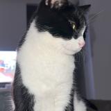 Photo de chat perdu à Pont Saint Esprit