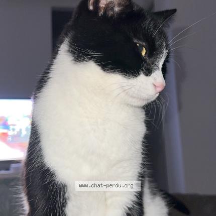 Photo 1/1 Yoda Chat perdu à Pont saint esprit