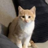 Photo de chat perdu à Noisy Le Grand