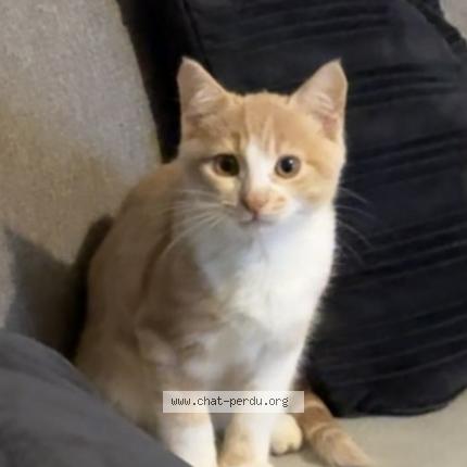Photo 1/1 Tigrou Chat perdu à Noisy le grand