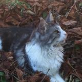 Photo de chat perdu à Belleville