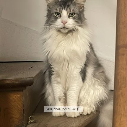 Photo 2/2 Saphir Chat perdu à Belleville