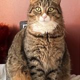 Photo de chat perdu à Bernieres Sur Mer