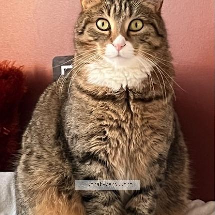 Photo 1/1 Kakkou Chat perdu à Bernieres sur mer