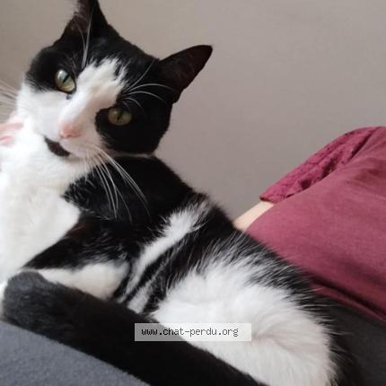 Photo 1/1 Chat retrouvé Perdu à Aixe Sur Vienne