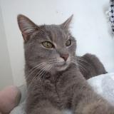 Photo de chat perdu à Vitry Sur Seine