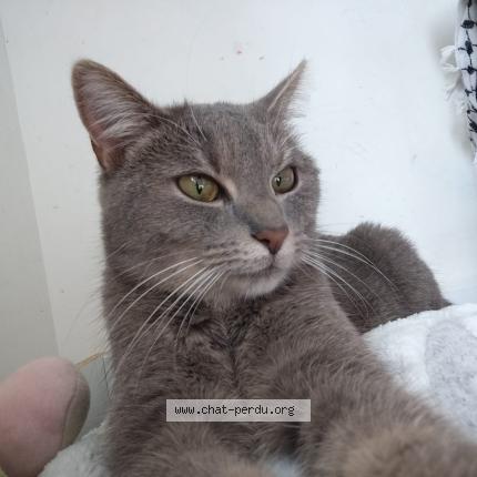 Photo 1/1 Chat retrouvé Perdu à Vitry sur seine