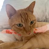 Photo de chat perdu à Doral