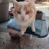 Photo de chat trouvé à Lyon