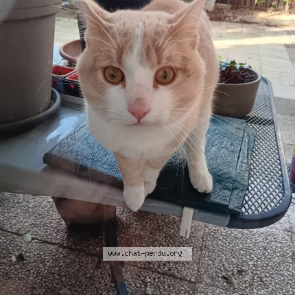 Photo 1/1 Chat trouvé Trouvé à Lyon