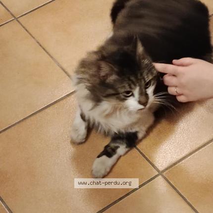 Photo 1/1 Chat retrouvé Trouvé à Saint saturnin les avignon