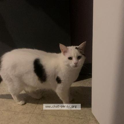 Photo 1/1 Rocky Chat perdu à Bonneuil sur marne