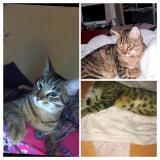 Photo de chat perdu à Paris