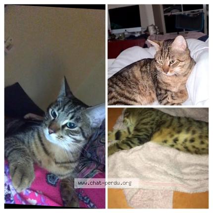 Photo 1/1 Titi Chat perdu à Paris