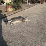 Photo de chat perdu à Sigean