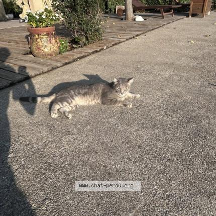 Photo 1/1 Olive Chat perdu à Sigean