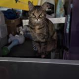 Photo de chat perdu à Bussy Lettree