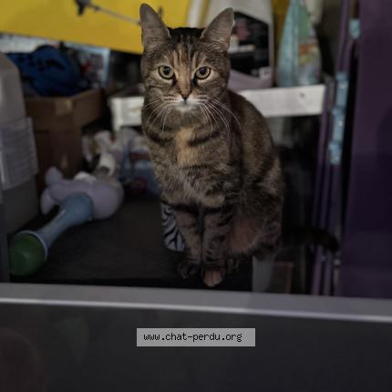 Photo 1/1 Maya Chat perdu à Bussy lettree