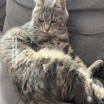 Photo 1/1 Pompon Chat perdu à Chateauneuf en rhumerais