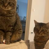 Photo de chat perdu à Douai