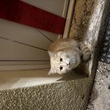 Photo de chat trouvé à Aubepierre Ozouer Le Repos