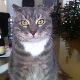 Photo de chat perdu à Valenton