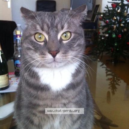 Photo 1/1 Tito Chat perdu à Valenton
