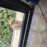 Photo de chat perdu à Evron