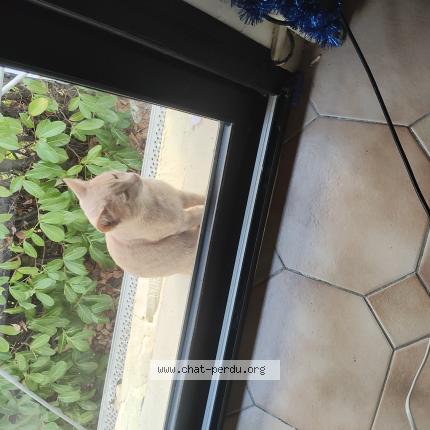 Photo 1/1 Simba Chat perdu à Evron